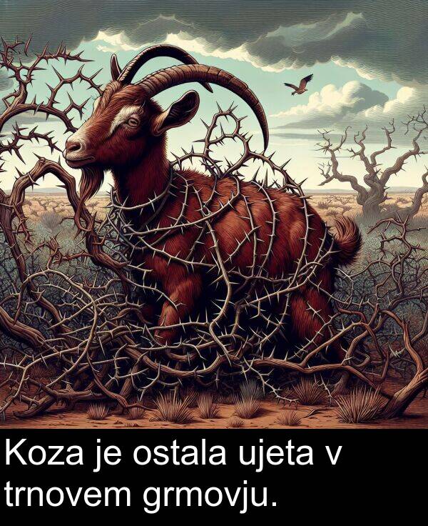 ostala: Koza je ostala ujeta v trnovem grmovju.
