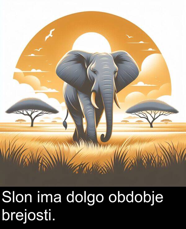 obdobje: Slon ima dolgo obdobje brejosti.