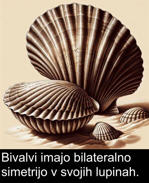 simetrijo: Bivalvi imajo bilateralno simetrijo v svojih lupinah.
