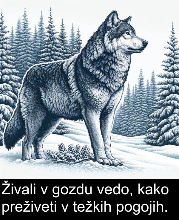 kako: Živali v gozdu vedo, kako preživeti v težkih pogojih.