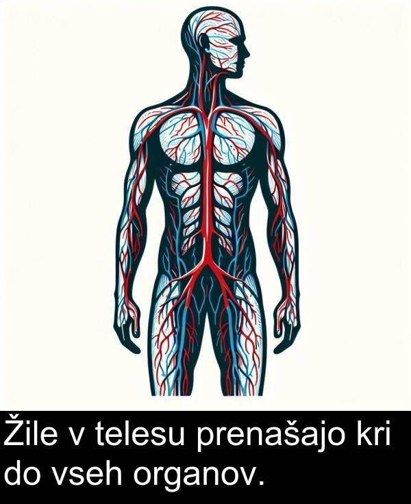 prenašajo: Žile v telesu prenašajo kri do vseh organov.