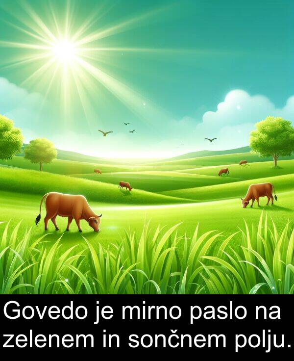 sončnem: Govedo je mirno paslo na zelenem in sončnem polju.