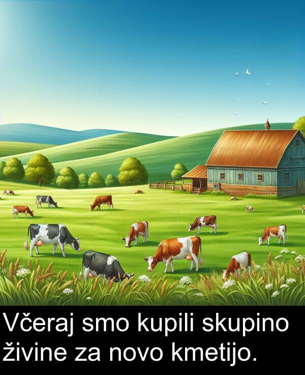 živine: Včeraj smo kupili skupino živine za novo kmetijo.