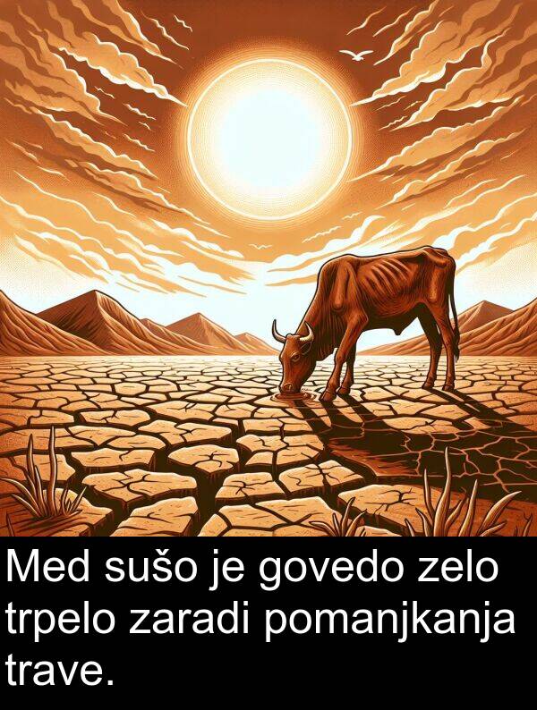 govedo: Med sušo je govedo zelo trpelo zaradi pomanjkanja trave.