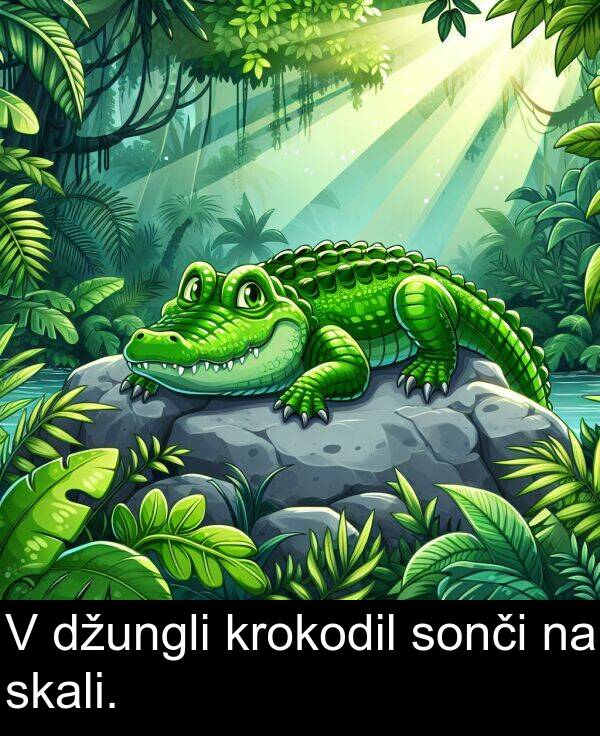 skali: V džungli krokodil sonči na skali.