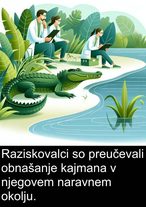 kajmana: Raziskovalci so preučevali obnašanje kajmana v njegovem naravnem okolju.