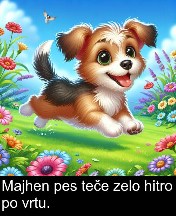 zelo: Majhen pes teče zelo hitro po vrtu.