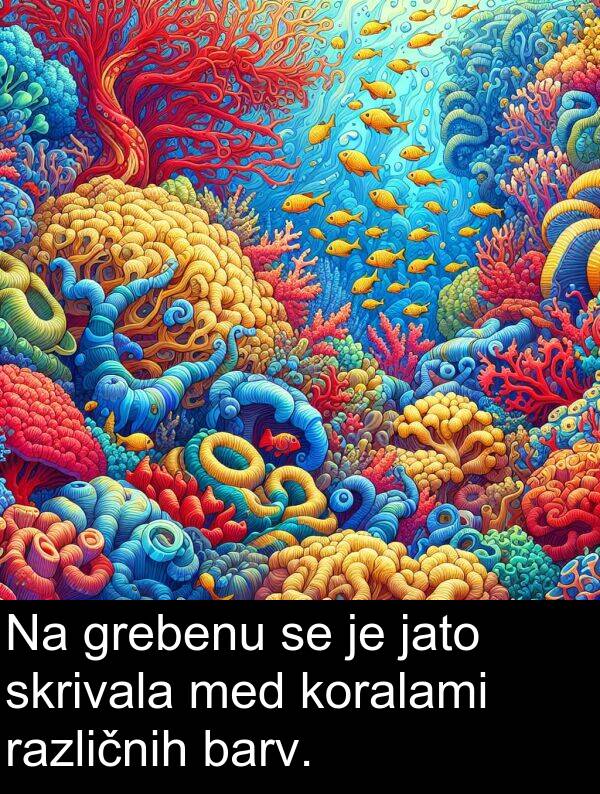 barv: Na grebenu se je jato skrivala med koralami različnih barv.