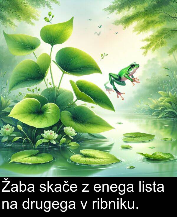 skače: Žaba skače z enega lista na drugega v ribniku.