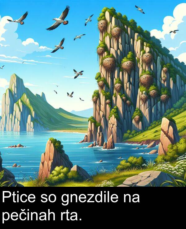 gnezdile: Ptice so gnezdile na pečinah rta.