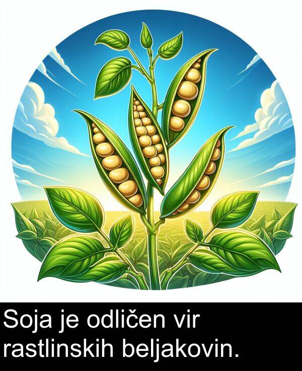 beljakovin: Soja je odličen vir rastlinskih beljakovin.