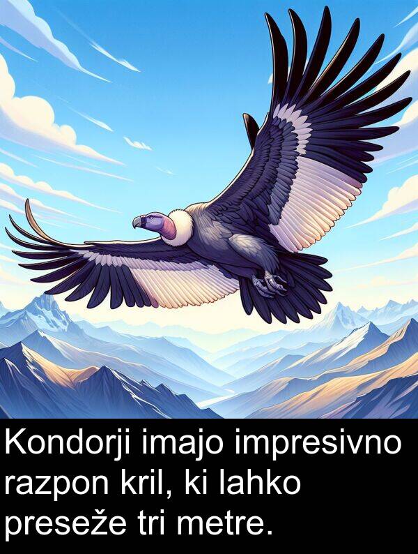 razpon: Kondorji imajo impresivno razpon kril, ki lahko preseže tri metre.