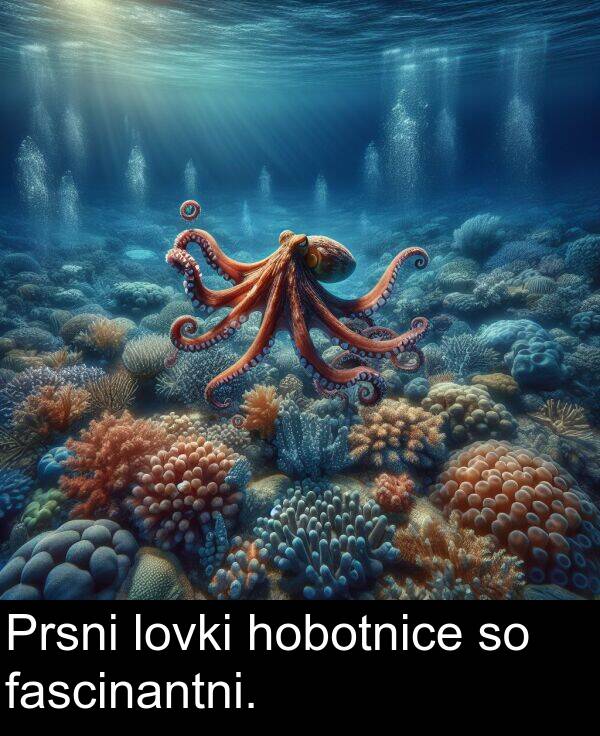 fascinantni: Prsni lovki hobotnice so fascinantni.