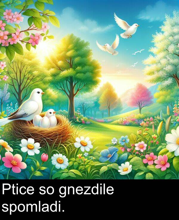 gnezdile: Ptice so gnezdile spomladi.