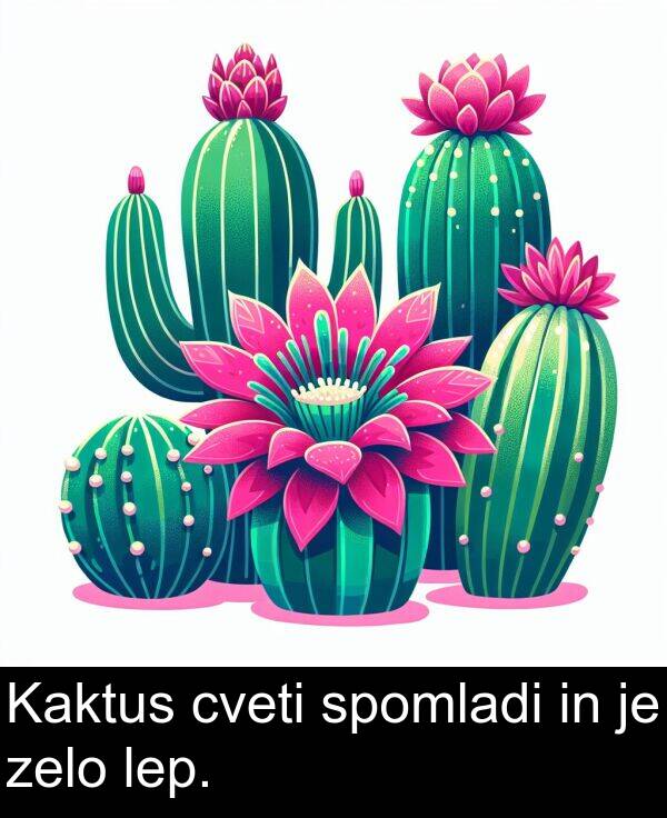 lep: Kaktus cveti spomladi in je zelo lep.