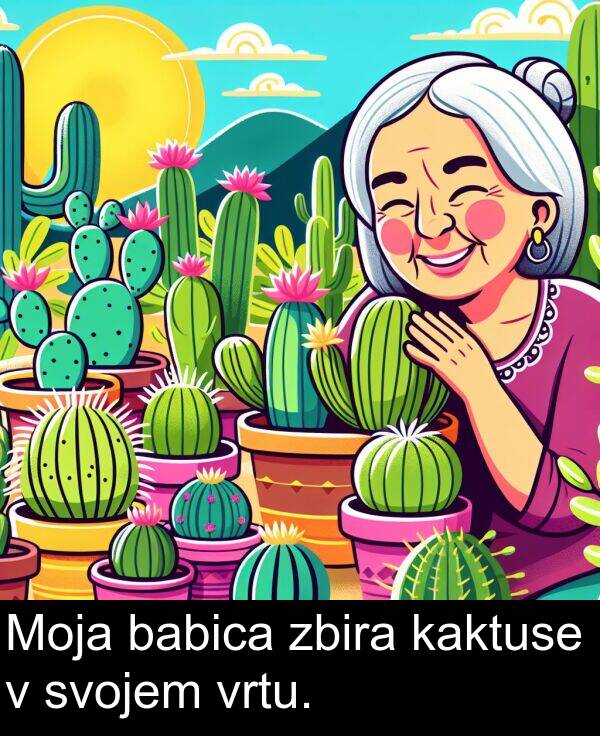 babica: Moja babica zbira kaktuse v svojem vrtu.