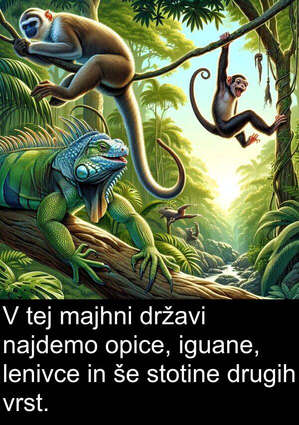 majhni: V tej majhni državi najdemo opice, iguane, lenivce in še stotine drugih vrst.