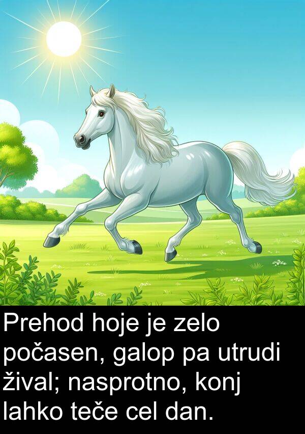 žival: Prehod hoje je zelo počasen, galop pa utrudi žival; nasprotno, konj lahko teče cel dan.