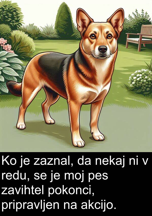 moj: Ko je zaznal, da nekaj ni v redu, se je moj pes zavihtel pokonci, pripravljen na akcijo.