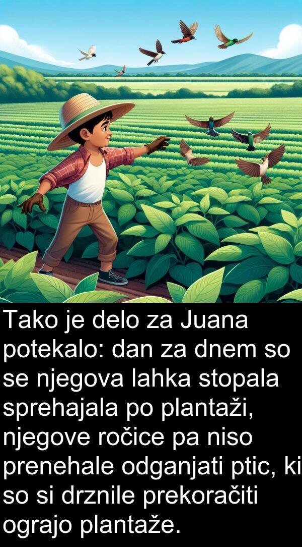 lahka: Tako je delo za Juana potekalo: dan za dnem so se njegova lahka stopala sprehajala po plantaži, njegove ročice pa niso prenehale odganjati ptic, ki so si drznile prekoračiti ograjo plantaže.