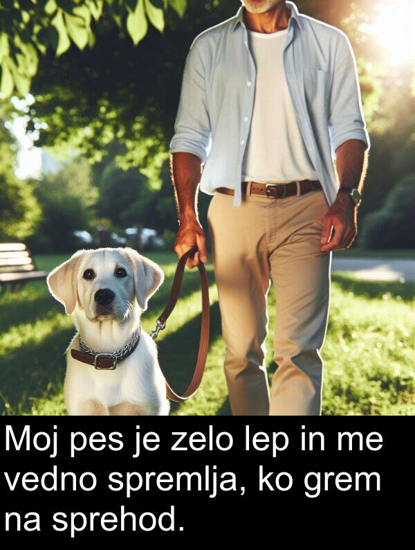 lep: Moj pes je zelo lep in me vedno spremlja, ko grem na sprehod.