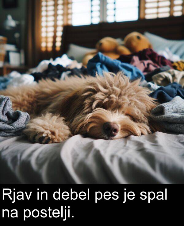 spal: Rjav in debel pes je spal na postelji.