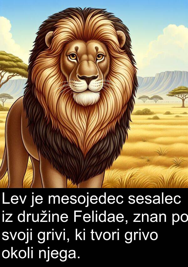 grivo: Lev je mesojedec sesalec iz družine Felidae, znan po svoji grivi, ki tvori grivo okoli njega.