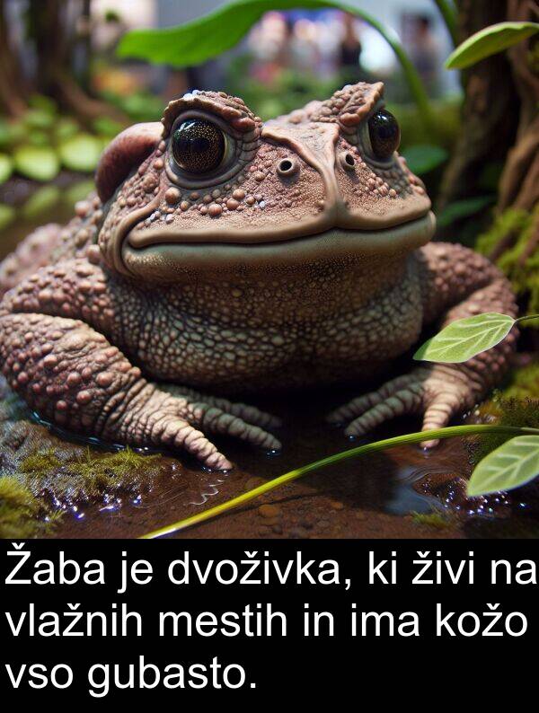 živi: Žaba je dvoživka, ki živi na vlažnih mestih in ima kožo vso gubasto.