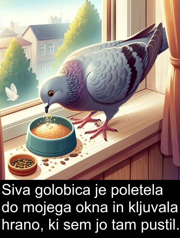 mojega: Siva golobica je poletela do mojega okna in kljuvala hrano, ki sem jo tam pustil.