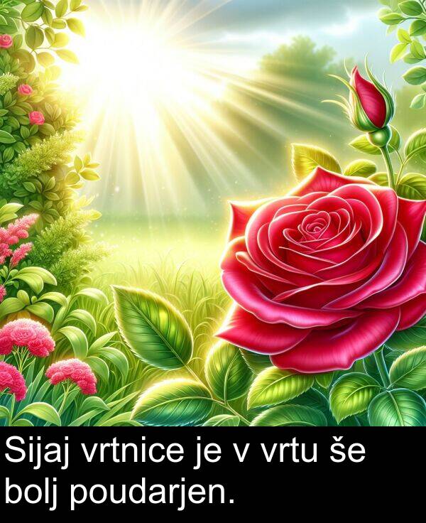 bolj: Sijaj vrtnice je v vrtu še bolj poudarjen.