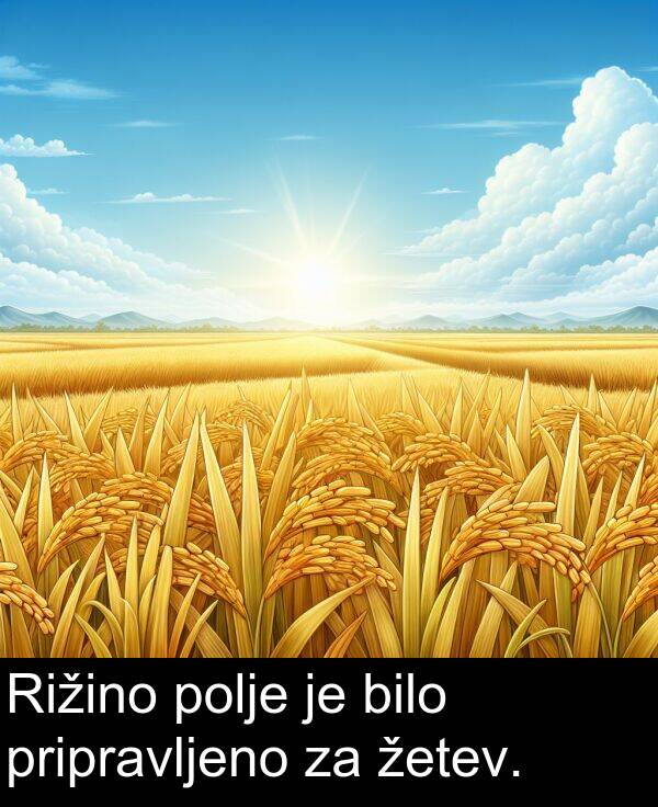žetev: Rižino polje je bilo pripravljeno za žetev.
