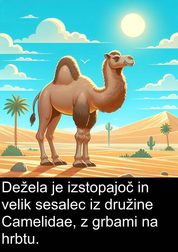 grbami: Dežela je izstopajoč in velik sesalec iz družine Camelidae, z grbami na hrbtu.