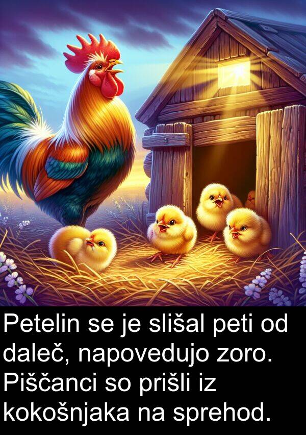 slišal: Petelin se je slišal peti od daleč, napovedujo zoro. Piščanci so prišli iz kokošnjaka na sprehod.