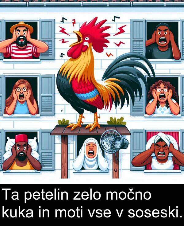 soseski: Ta petelin zelo močno kuka in moti vse v soseski.