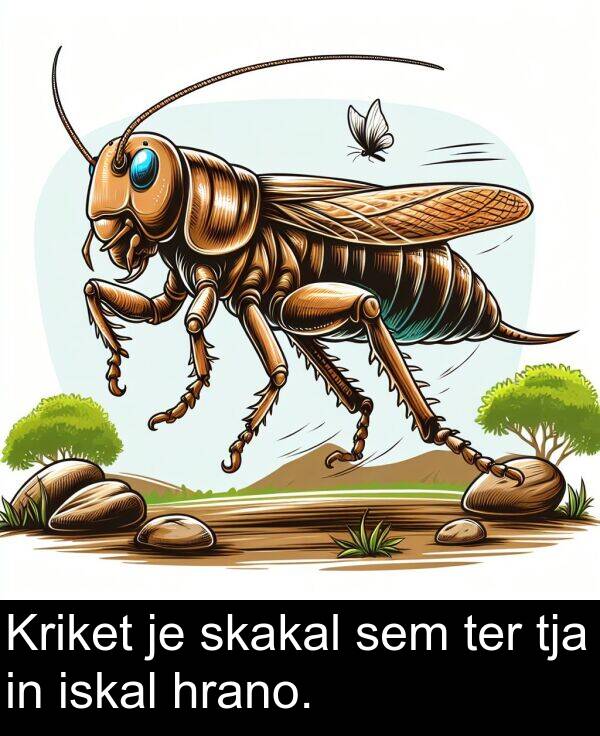 skakal: Kriket je skakal sem ter tja in iskal hrano.