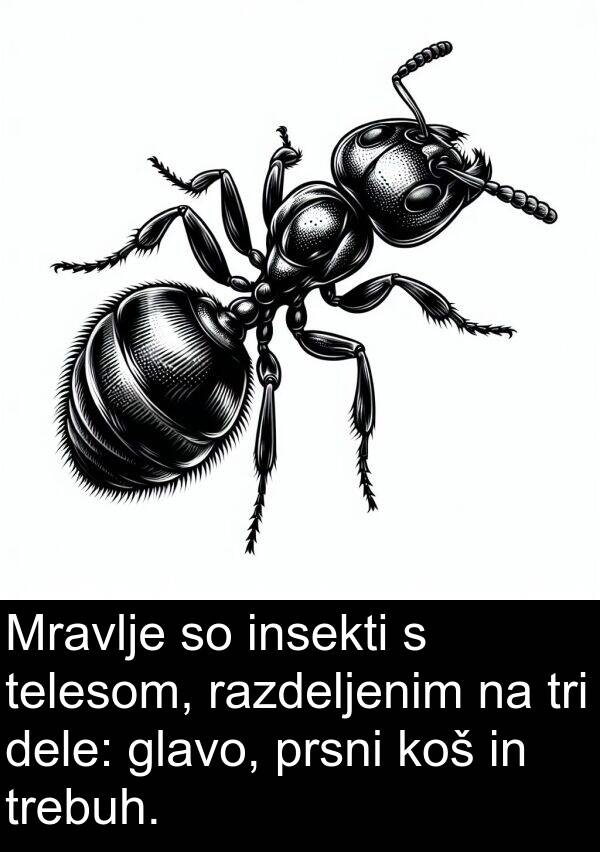 glavo: Mravlje so insekti s telesom, razdeljenim na tri dele: glavo, prsni koš in trebuh.