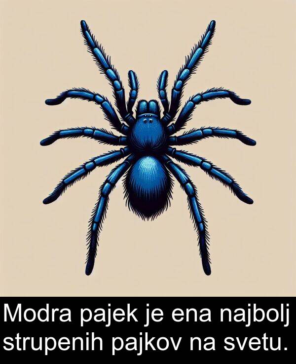 pajek: Modra pajek je ena najbolj strupenih pajkov na svetu.