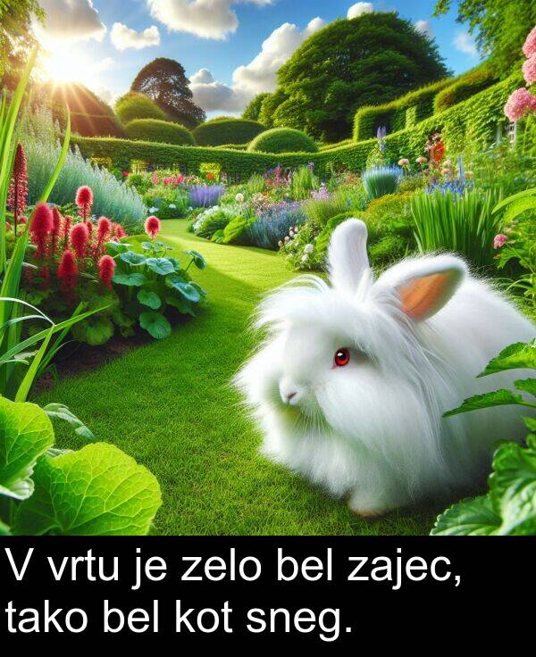bel: V vrtu je zelo bel zajec, tako bel kot sneg.