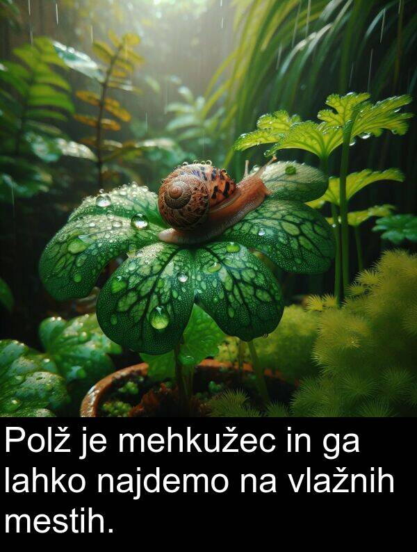mestih: Polž je mehkužec in ga lahko najdemo na vlažnih mestih.