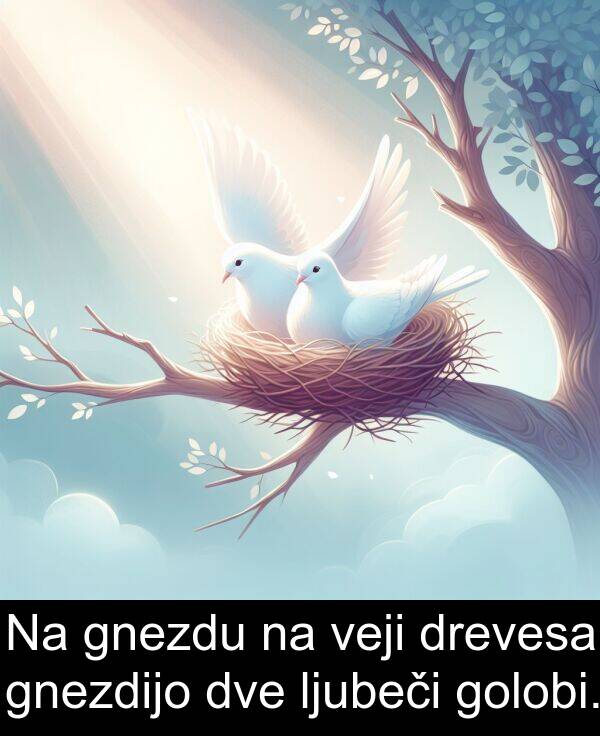 gnezdu: Na gnezdu na veji drevesa gnezdijo dve ljubeči golobi.