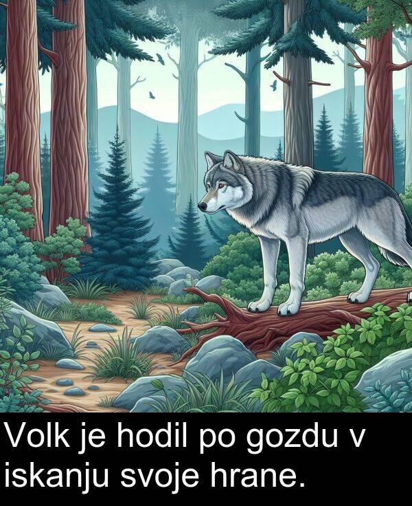 svoje: Volk je hodil po gozdu v iskanju svoje hrane.