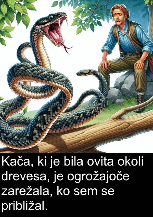 okoli: Kača, ki je bila ovita okoli drevesa, je ogrožajoče zarežala, ko sem se približal.