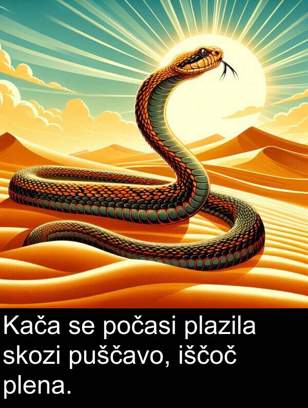 plena: Kača se počasi plazila skozi puščavo, iščoč plena.