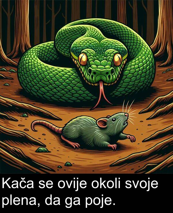 poje: Kača se ovije okoli svoje plena, da ga poje.