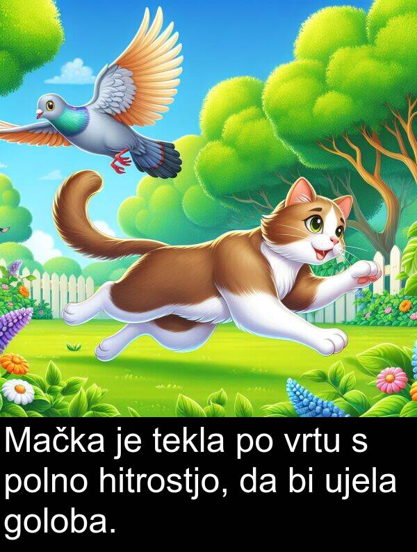 hitrostjo: Mačka je tekla po vrtu s polno hitrostjo, da bi ujela goloba.
