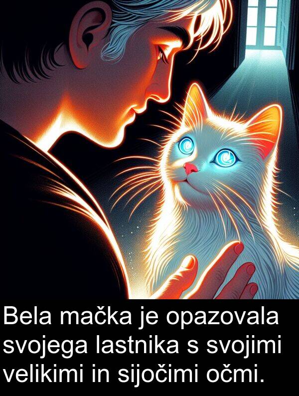 lastnika: Bela mačka je opazovala svojega lastnika s svojimi velikimi in sijočimi očmi.