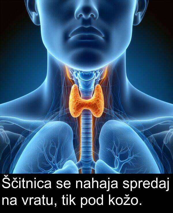 spredaj: Ščitnica se nahaja spredaj na vratu, tik pod kožo.