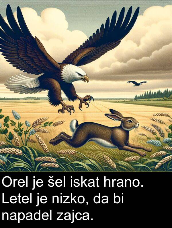zajca: Orel je šel iskat hrano. Letel je nizko, da bi napadel zajca.