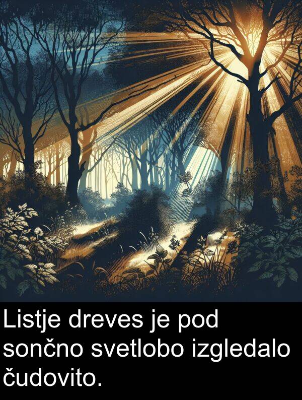 svetlobo: Listje dreves je pod sončno svetlobo izgledalo čudovito.
