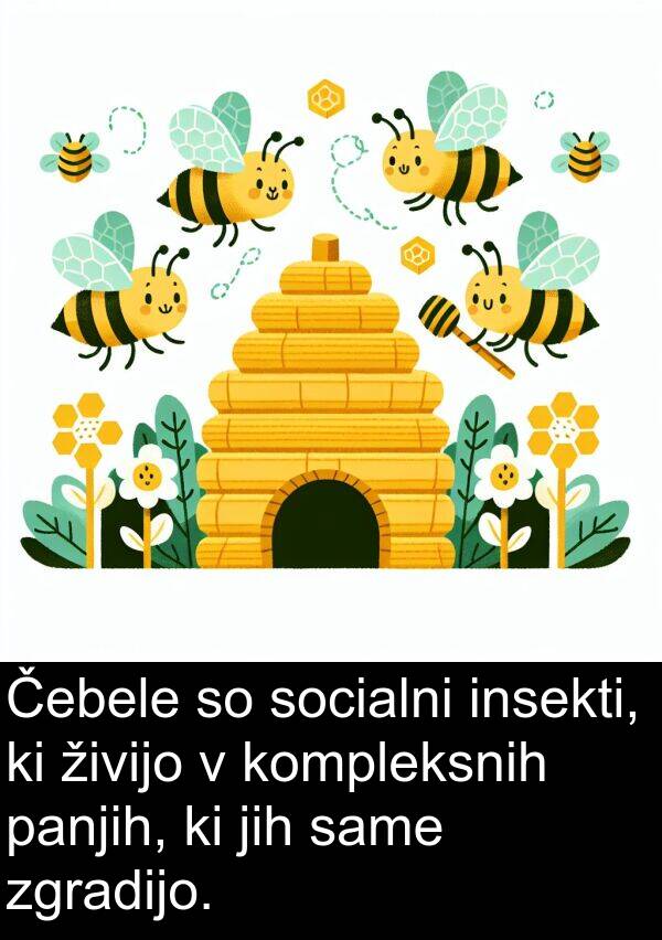 same: Čebele so socialni insekti, ki živijo v kompleksnih panjih, ki jih same zgradijo.